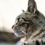 profile of a tabby cat in soft focus