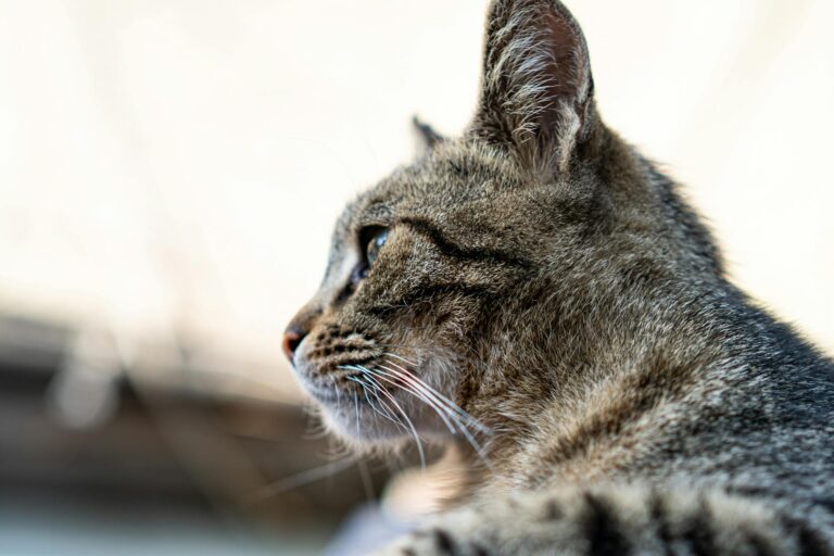 profile of a tabby cat in soft focus