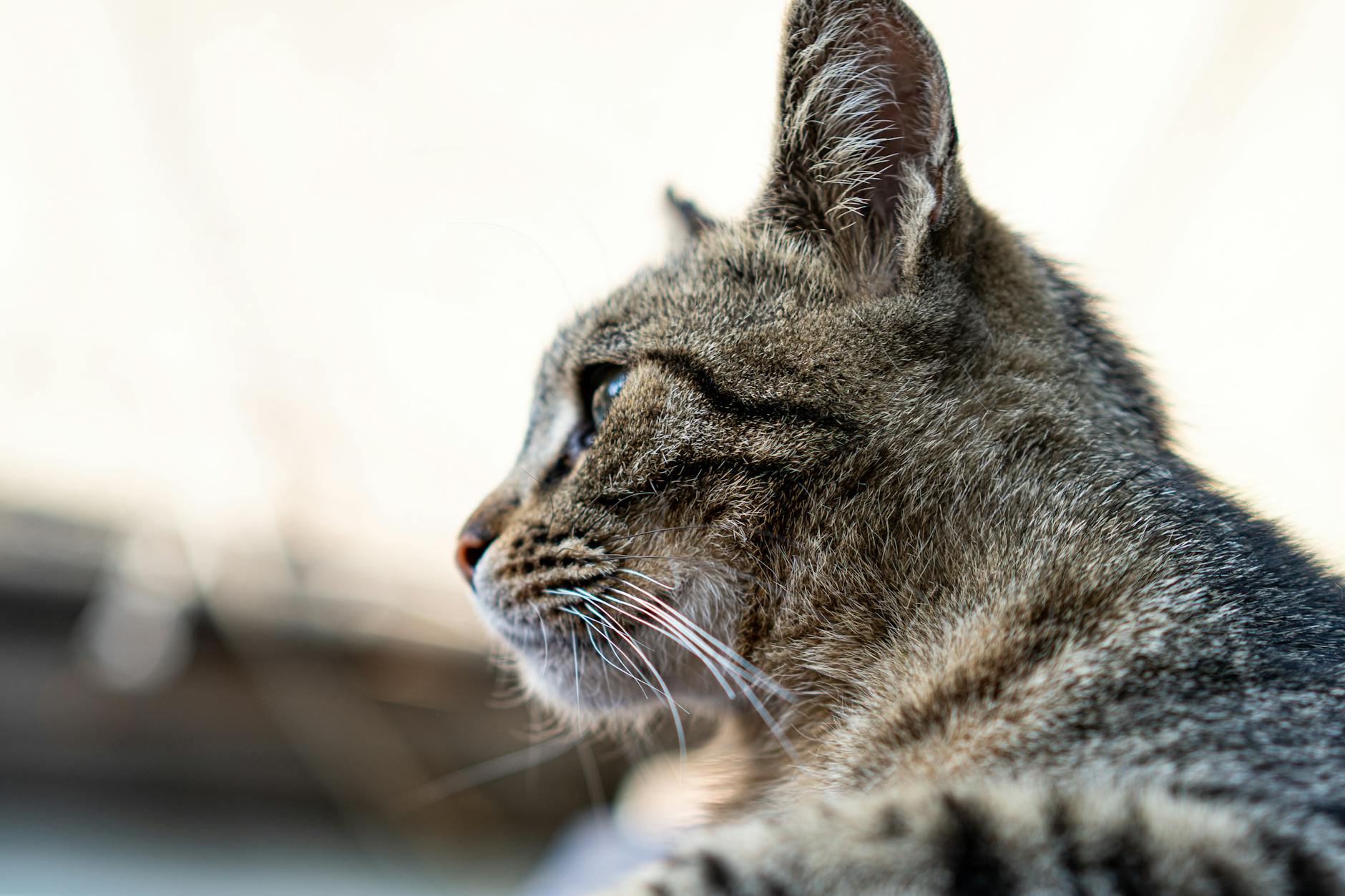 profile of a tabby cat in soft focus